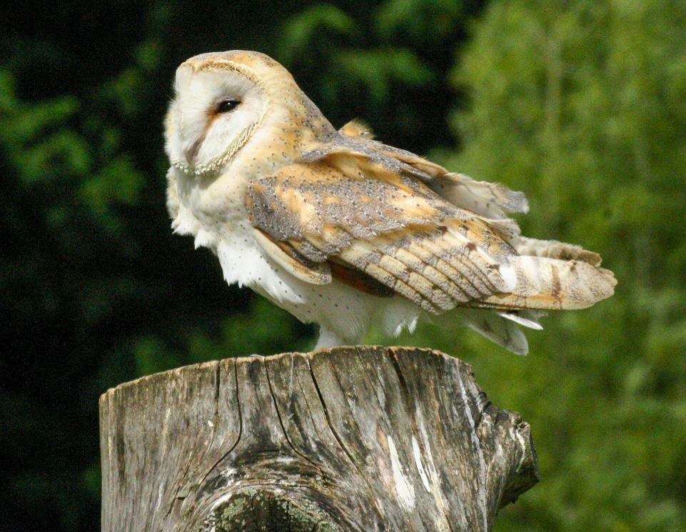 Western Barn Owl (Tyto alba) Captive